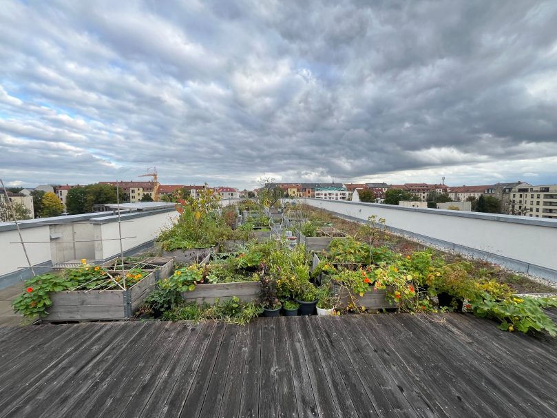 Gemeinschaftsdachgarten - urban gardening